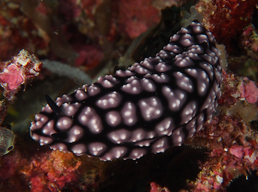 Pimpled Phyllidiella - Phyllidiella pustulosa - Wakatobi, Indonesia Pimpled Phyllidiella - Phyllidiella pustulosa - Wakatobi, Indonesia