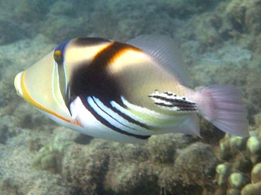 Picasso Triggerfish - Rhinecanthus aculeatus - Big Island, Hawaii Picasso Triggerfish - Rhinecanthus aculeatus - Big Island, Hawaii