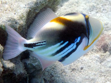 Picasso Triggerfish - Rhinecanthus aculeatus - Big Island, Hawaii Picasso Triggerfish - Rhinecanthus aculeatus - Big Island, Hawaii