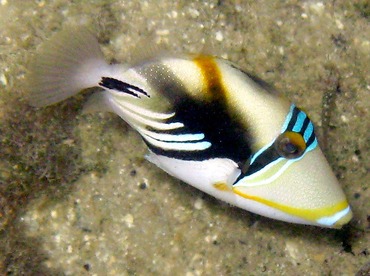 Picasso Triggerfish - Rhinecanthus aculeatus - Palau Picasso Triggerfish - Rhinecanthus aculeatus - Palau