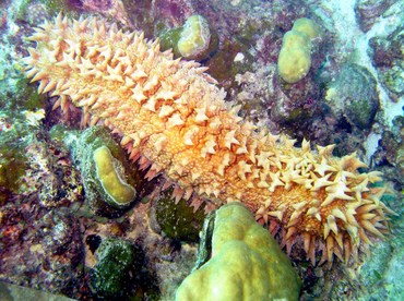 Pineapple Sea Cucumber - Thelenota ananas - Yap, Micronesia