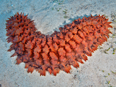 Pineapple Sea Cucumber - Thelenota ananas - Great Barrier Reef, Australia