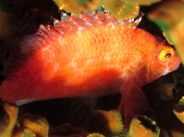 Pixy Hawkfish - Cirrhitichthys oxycephalus - Palau