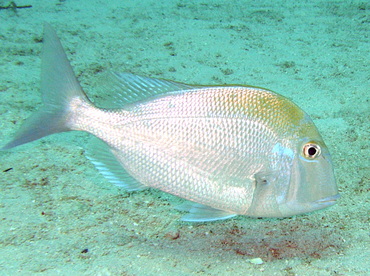 Pluma Porgy - Calamus pennatula - Nassau, Bahamas Pluma Porgy - Calamus pennatula - Nassau, Bahamas