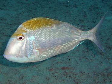 Pluma Porgy - Calamus pennatula - Nassau, Bahamas Pluma Porgy - Calamus pennatula - Nassau, Bahamas