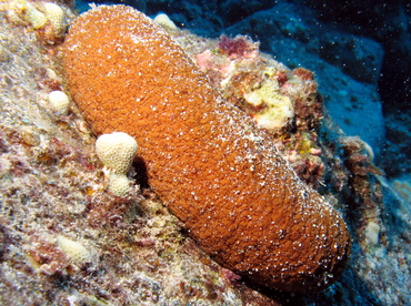 Plump Sea Cucumber - Actinopyga obesa - Big Island, Hawaii Plump Sea Cucumber - Actinopyga obesa - Big Island, Hawaii