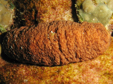Plump Sea Cucumber - Actinopyga obesa - Big Island, Hawaii Plump Sea Cucumber - Actinopyga obesa - Big Island, Hawaii
