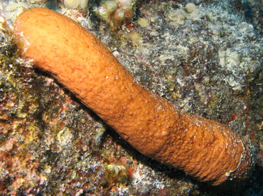 Plump Sea Cucumber - Actinopyga obesa - Big Island, Hawaii Plump Sea Cucumber - Actinopyga obesa - Big Island, Hawaii