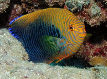 Potter's Angelfish - Centropyge potteri - Lanai, Hawaii Potter's Angelfish - Centropyge potteri - Lanai, Hawaii