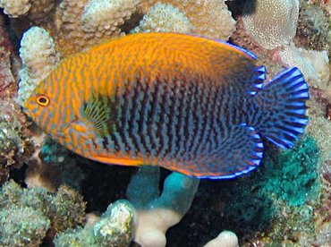 Potter's Angelfish - Centropyge potteri - Lanai, Hawaii Potter's Angelfish - Centropyge potteri - Lanai, Hawaii