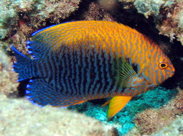 Potter's Angelfish - Centropyge potteri - Lanai, Hawaii Potter's Angelfish - Centropyge potteri - Lanai, Hawaii