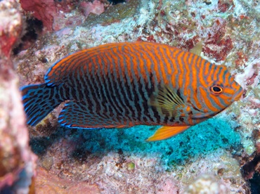 Potter's Angelfish - Centropyge potteri - Maui, Hawaii Potter's Angelfish - Centropyge potteri - Maui, Hawaii