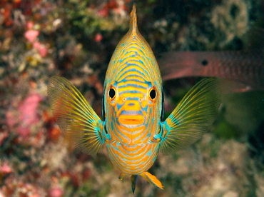 Potter's Angelfish - Centropyge potteri - Big Island, Hawaii Potter's Angelfish - Centropyge potteri - Big Island, Hawaii