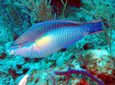 Princess Parrotfish - Scarus taeniopterus - Nassau, Bahamas Princess Parrotfish - Scarus taeniopterus - Nassau, Bahamas
