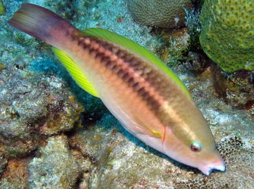 Princess Parrotfish - Scarus taeniopterus - Nassau, Bahamas Princess Parrotfish - Scarus taeniopterus - Nassau, Bahamas