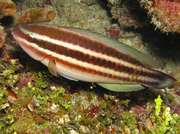 Princess Parrotfish - Scarus taeniopterus - Belize Princess Parrotfish - Scarus taeniopterus - Belize