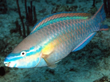 Princess Parrotfish - Scarus taeniopterus - Grand Cayman Princess Parrotfish - Scarus taeniopterus - Grand Cayman