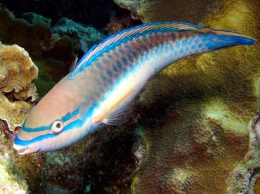Princess Parrotfish - Scarus taeniopterus - Bonaire Princess Parrotfish - Scarus taeniopterus - Bonaire