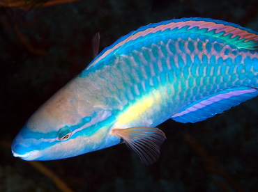 Princess Parrotfish - Scarus taeniopterus - Cozumel, Mexico Princess Parrotfish - Scarus taeniopterus - Cozumel, Mexico