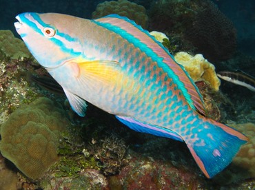 Princess Parrotfish - Scarus taeniopterus - Grand Cayman Princess Parrotfish - Scarus taeniopterus - Grand Cayman