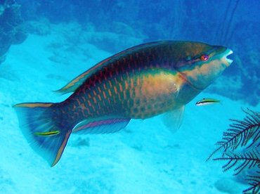 Princess Parrotfish - Scarus taeniopterus - Turks and Caicos Princess Parrotfish - Scarus taeniopterus - Turks and Caicos