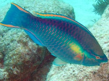 Princess Parrotfish - Scarus taeniopterus - Key Largo, Florida Princess Parrotfish - Scarus taeniopterus - Key Largo, Florida