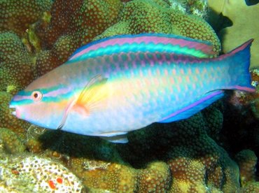 Princess Parrotfish - Scarus taeniopterus - Bonaire Princess Parrotfish - Scarus taeniopterus - Bonaire