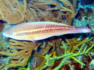 Princess Parrotfish - Scarus taeniopterus - Grand Cayman Princess Parrotfish - Scarus taeniopterus - Grand Cayman