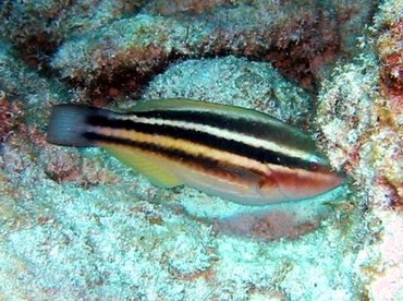 Princess Parrotfish - Scarus taeniopterus - Bimini, Bahamas Princess Parrotfish - Scarus taeniopterus - Bimini, Bahamas
