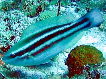 Princess Parrotfish - Scarus taeniopterus - Turks and Caicos Princess Parrotfish - Scarus taeniopterus - Turks and Caicos
