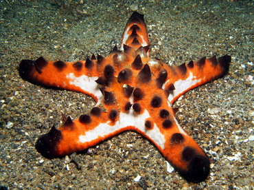 Chocolate Chip Sea Star - Protoreaster nodosus - Lembeh Strait, Indonesia