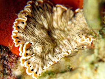 Lined Flatworm - Maritigrella crozierae - Nassau, Bahamas