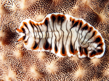 Lined Flatworm - Maritigrella crozierae - Eleuthera, Bahamas