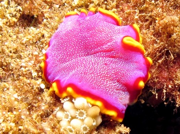 Fuchsia Flatworm - Pseudoceros ferrugineus - Maui, Hawaii Fuchsia Flatworm - Pseudoceros ferrugineus - Maui, Hawaii