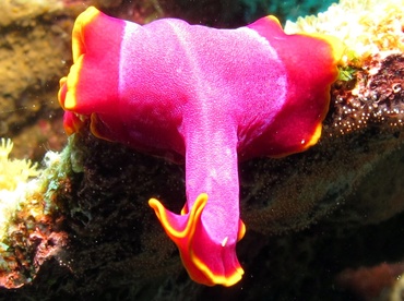 Fuchsia Flatworm - Pseudoceros ferrugineus - Dumaguete, Philippines Fuchsia Flatworm - Pseudoceros ferrugineus - Dumaguete, Philippines