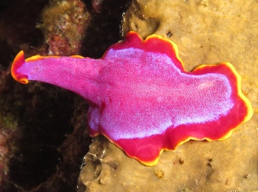 Fuchsia Flatworm - Pseudoceros ferrugineus - Dumaguete, Philippines Fuchsia Flatworm - Pseudoceros ferrugineus - Dumaguete, Philippines