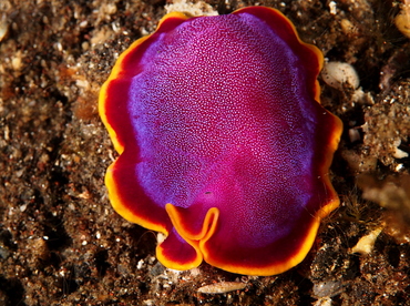 Fuchsia Flatworm - Pseudoceros ferrugineus - Bali, Indonesia Fuchsia Flatworm - Pseudoceros ferrugineus - Bali, Indonesia