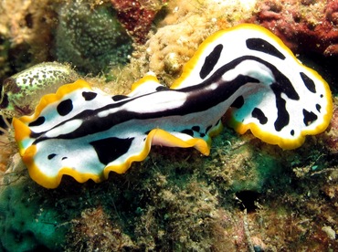Script Flatworm - Pseudoceros scriptus - Dumaguete, Philippines