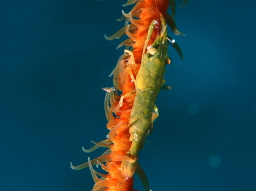 Wire Coral Shrimp - Pseudopontonides principis - Belize
