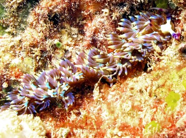 Blue Dragon Nudibranch - Pteraeolidia ianthina - Yap, Micronesia Blue Dragon Nudibranch - Pteraeolidia ianthina - Yap, Micronesia