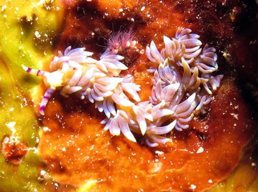 Blue Dragon Nudibranch - Pteraeolidia ianthina - Yap, Micronesia Blue Dragon Nudibranch - Pteraeolidia ianthina - Yap, Micronesia
