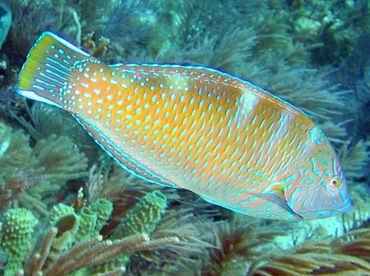 Puddingwife - Halichoeres radiatus - Key Largo, Florida