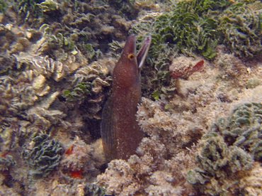 Purplemouth Moray Eel - Gymnothorax vicinus - Aruba Purplemouth Moray Eel - Gymnothorax vicinus - Aruba