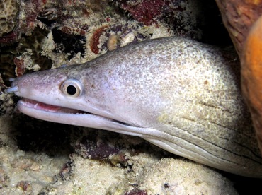 Purplemouth Moray Eel - Gymnothorax vicinus - Bonaire Purplemouth Moray Eel - Gymnothorax vicinus - Bonaire