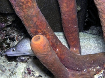Purplemouth Moray Eel - Gymnothorax vicinus - Bonaire Purplemouth Moray Eel - Gymnothorax vicinus - Bonaire