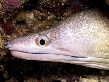 Purplemouth Moray Eel - Gymnothorax vicinus - Bonaire Purplemouth Moray Eel - Gymnothorax vicinus - Bonaire
