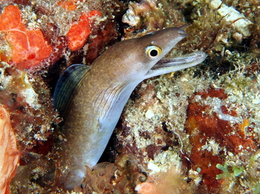 Purplemouth Moray Eel - Gymnothorax vicinus - Palm Beach, Florida Purplemouth Moray Eel - Gymnothorax vicinus - Palm Beach, Florida