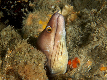 Purplemouth Moray Eel - Gymnothorax vicinus - Blue Heron Bridge, Florida Purplemouth Moray Eel - Gymnothorax vicinus - Blue Heron Bridge, Florida