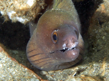 Purplemouth Moray Eel - Gymnothorax vicinus - Blue Heron Bridge, Florida Purplemouth Moray Eel - Gymnothorax vicinus - Blue Heron Bridge, Florida