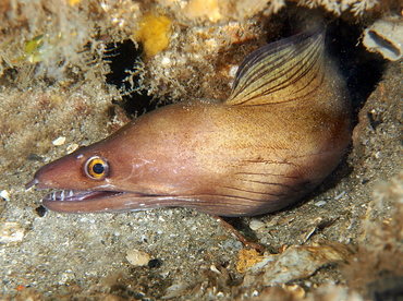 Purplemouth Moray Eel - Gymnothorax vicinus - Blue Heron Bridge, Florida Purplemouth Moray Eel - Gymnothorax vicinus - Blue Heron Bridge, Florida